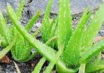 এলোভেরা পাতা/Alovera