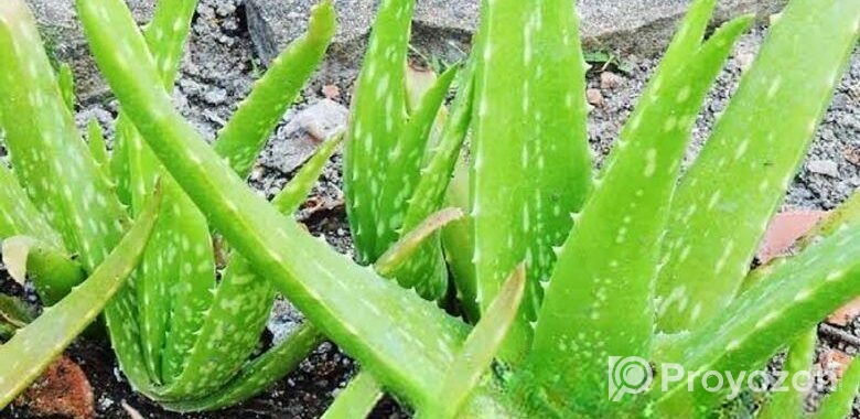 এলোভেরা পাতা/Alovera