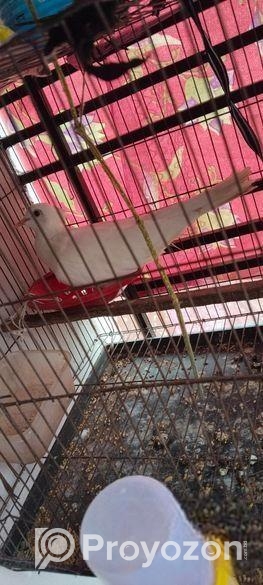 রানিং এক জোড়া ঘুঘু সেল হবে