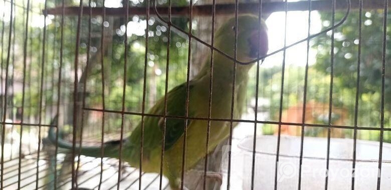 রিং নেট