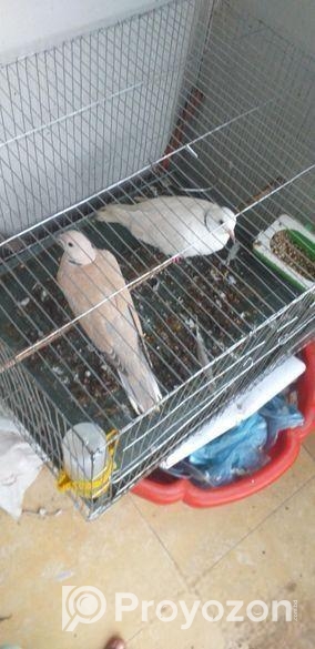 1 Pair Adult ঘুঘু পাখি