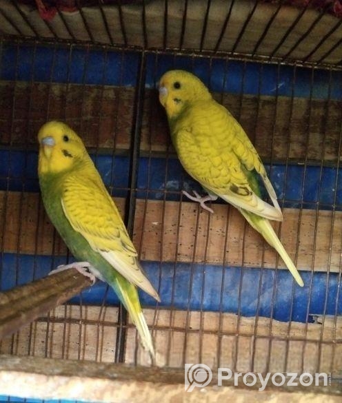 বাজরিগার ২ পিচ মেল