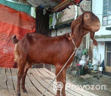 হরিয়ানা জাতের ছাগল