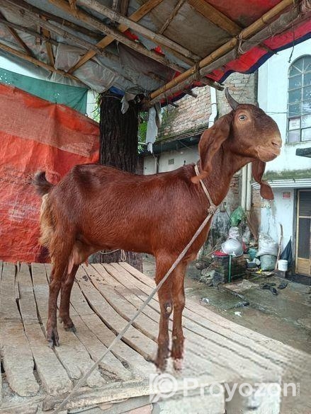 হরিয়ানা জাতের ছাগল