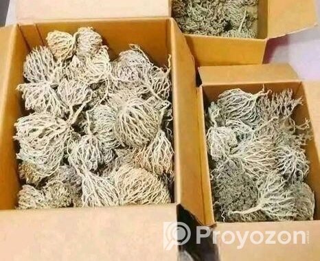 মরিয়ম ফুল