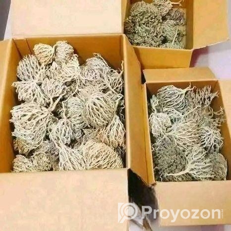 মরিয়ম ফুল