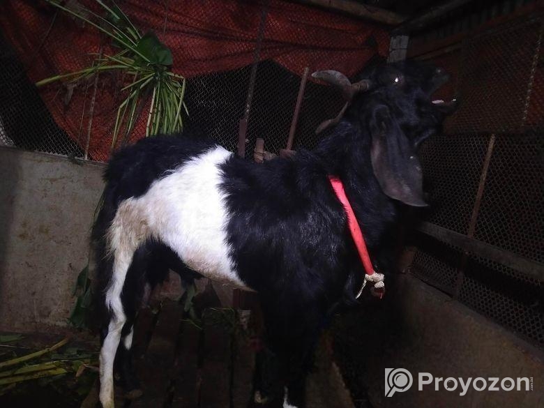 পাঠা ছাগল বিক্রি