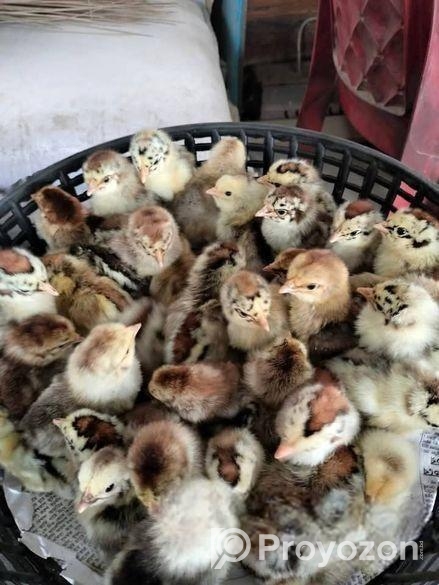 ১ দিনের বয়সের মুরগি বিক্রি করা হবে।