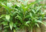 ক্যান্সার প্রতিরোধী ননী ফল গাছ