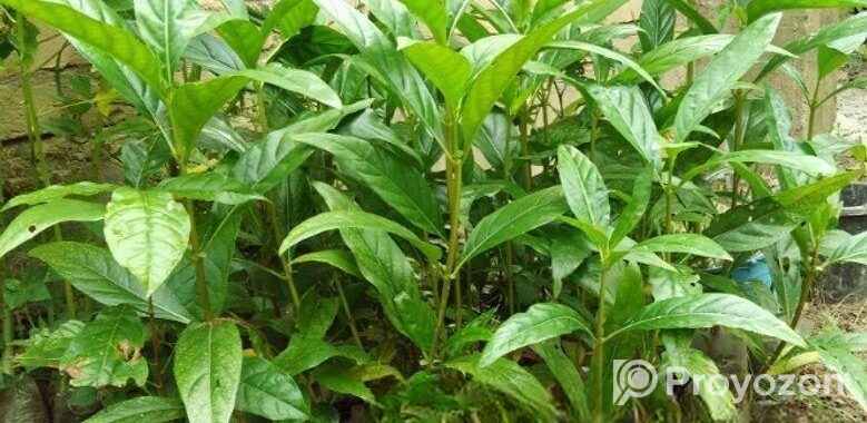 ক্যান্সার প্রতিরোধী ননী ফল গাছ