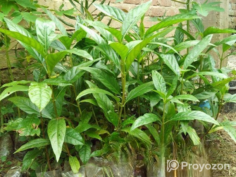 ক্যান্সার প্রতিরোধী ননী ফল গাছ