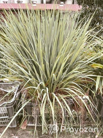 লেমন গ্রাস বিক্রি হবে