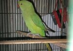 BIRD SELL