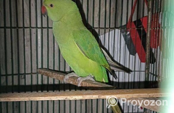 BIRD SELL