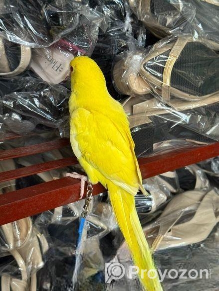 হলুদ টিয়া