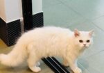Persian Cat(male)