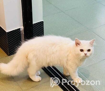 Persian Cat(male)