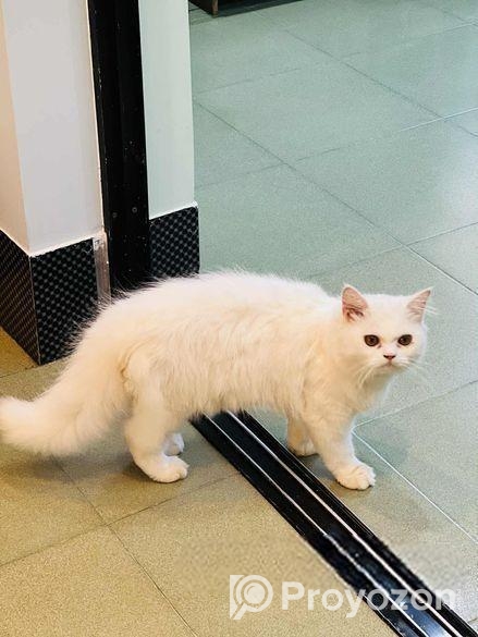 Persian Cat(male)