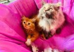 Persian cat