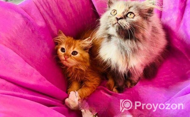Persian cat