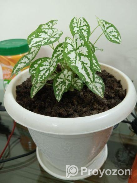 খুব সুন্দর গাছ