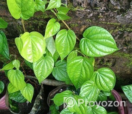 পানের চারা