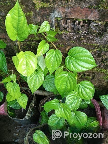 পানের চারা