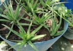Aloe vera plant