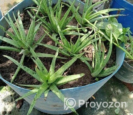 Aloe vera plant