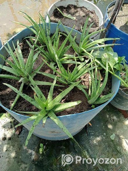 Aloe vera plant