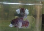 Betta Fish