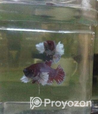 Betta Fish