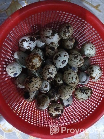 কোয়েল পাখির ডিম বিক্রয় করা হবে