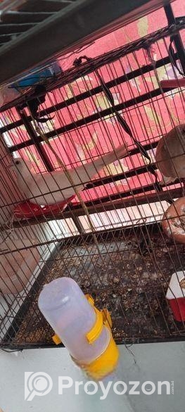 রানিং এক জোড়া ঘুঘু সেল হবে