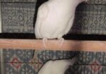 Cockatiels