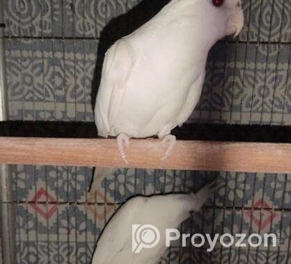 Cockatiels