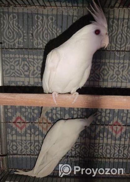 Cockatiels