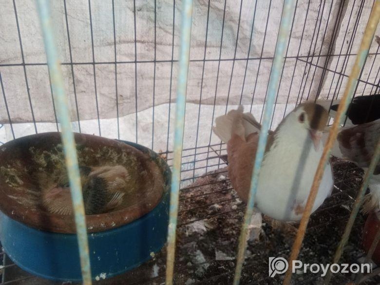 লাল কালো সিরাজী কবুতর বিক্রি হবে