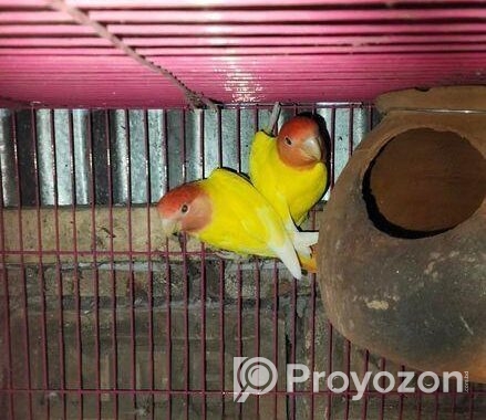 Love Bird