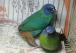 প্যারট ফিন্স Finch Ranning Pair