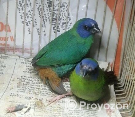 প্যারট ফিন্স Finch Ranning Pair