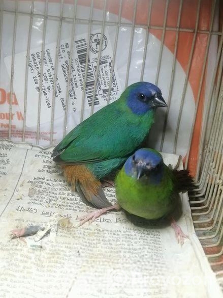 প্যারট ফিন্স Finch Ranning Pair