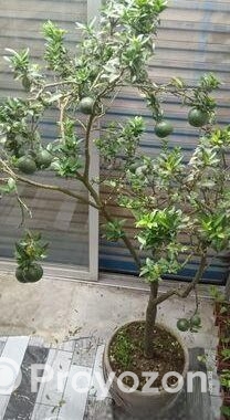 গাছ গুলো বিক্রি করবো।