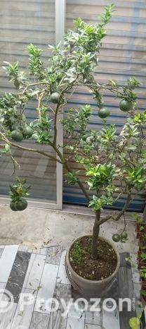 গাছ গুলো বিক্রি করবো।