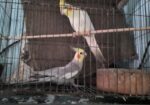 ককাটেল পাখি