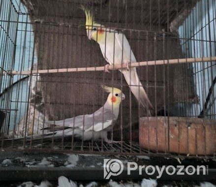 ককাটেল পাখি