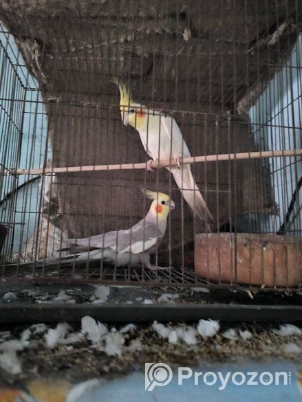 ককাটেল পাখি