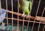 ইন্ডিয়ান রিংনেকটিয়া পাখি
