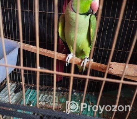 ইন্ডিয়ান রিংনেকটিয়া পাখি