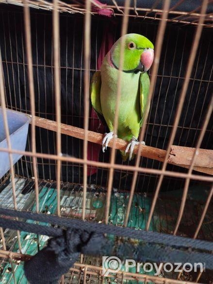 ইন্ডিয়ান রিংনেকটিয়া পাখি